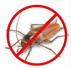 Cockroach Removal