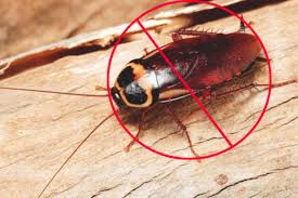 Cockroach Control