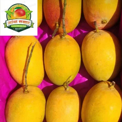 Direct Farm-to-Customer Mango Supply — Aamba Samrat