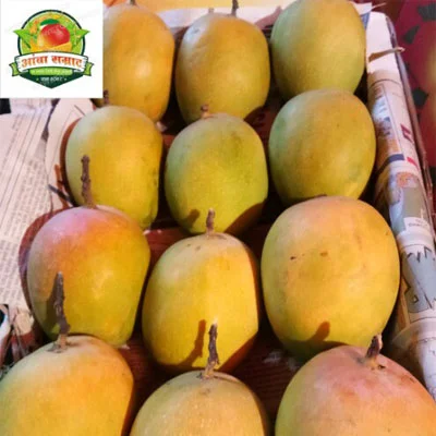 GI Certified Devgad Alphonso Mangoes — Aamba Samrat