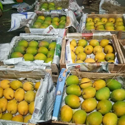 Farmer Support & Ethical Business Model — Aamba Samrat