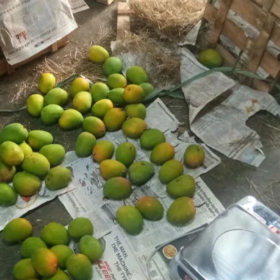 Pan-India Delivery Service — Aamba Samrat