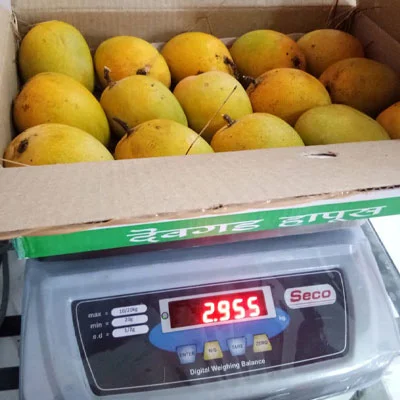 Mango Grading, Packaging & Quality Control — Aamba Samrat