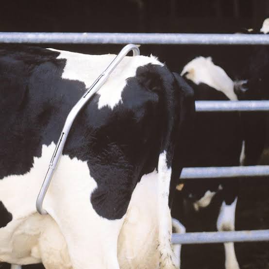 Cow Anti Kick Bar — Chetan Enterprises